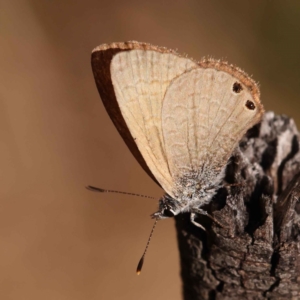 Nacaduba biocellata at O'Connor, ACT - 20 Oct 2023