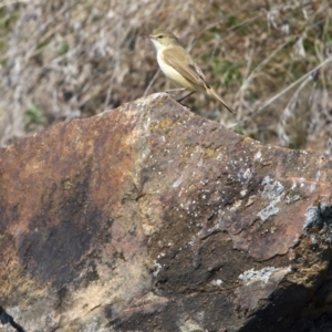 Acrocephalus australis at Yarrow, NSW - 18 Oct 2023