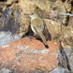 Acrocephalus australis at Yarrow, NSW - 18 Oct 2023