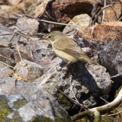 Acrocephalus australis at Yarrow, NSW - 18 Oct 2023