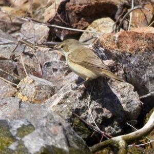 Acrocephalus australis at Yarrow, NSW - 18 Oct 2023