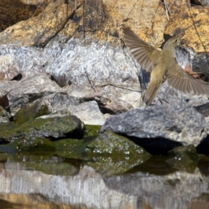 Acrocephalus australis at Yarrow, NSW - 18 Oct 2023