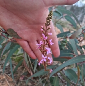 Stylidium sp. at Bungendore, NSW - suppressed