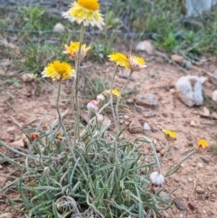 Leucochrysum albicans subsp. albicans (Hoary Sunray) at Bungendore, NSW - 20 Oct 2023 by clarehoneydove