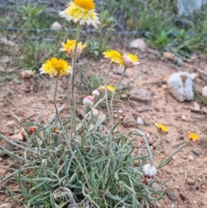 Leucochrysum albicans subsp. albicans at Bungendore, NSW - suppressed