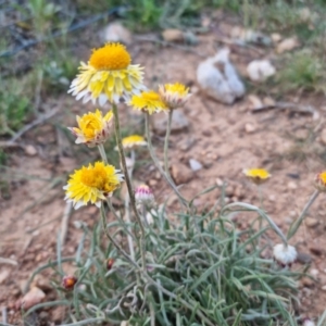 Leucochrysum albicans subsp. albicans at Bungendore, NSW - suppressed