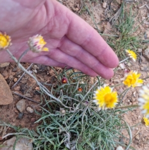 Leucochrysum albicans subsp. albicans at Bungendore, NSW - suppressed