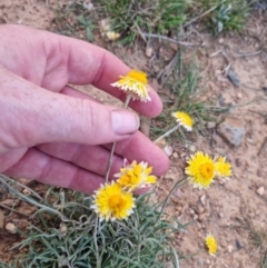 Leucochrysum albicans subsp. albicans at Bungendore, NSW - suppressed