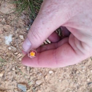 Leucochrysum albicans subsp. albicans at Bungendore, NSW - suppressed