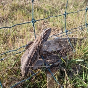 Pogona barbata at Bungendore, NSW - 20 Oct 2023