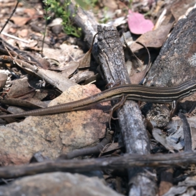 Ctenotus taeniolatus (Copper-tailed Skink) at Googong Foreshore - 18 Oct 2023 by jb2602