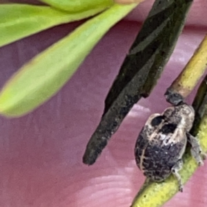 Curculionidae (family) at Russell, ACT - 20 Oct 2023