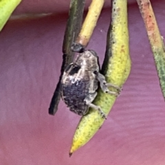 Curculionidae (family) at Russell, ACT - 20 Oct 2023