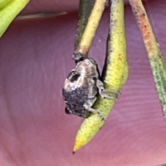 Curculionidae (family) at Russell, ACT - 20 Oct 2023