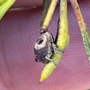 Curculionidae (family) at Russell, ACT - 20 Oct 2023