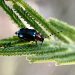 Adoxia sp. (genus) (Leaf beetle) at Campbell, ACT - 20 Oct 2023 by Hejor1