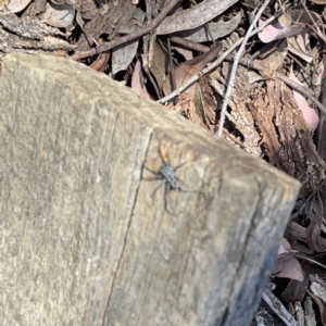 Nyssus albopunctatus at Russell, ACT - 20 Oct 2023