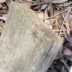 Nyssus albopunctatus at Russell, ACT - 20 Oct 2023