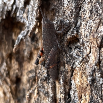 Goniaea opomaloides (Mimetic Gumleaf Grasshopper) at Russell, ACT - 20 Oct 2023 by Hejor1