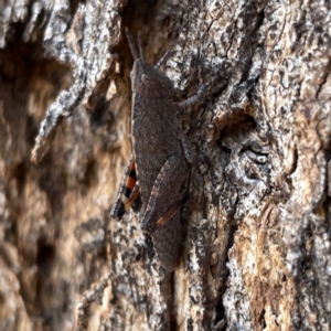 Goniaea opomaloides at Russell, ACT - 20 Oct 2023