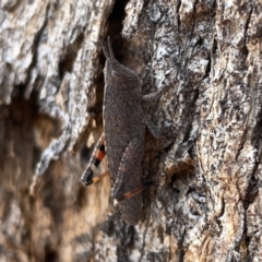 Goniaea opomaloides at Russell, ACT - 20 Oct 2023