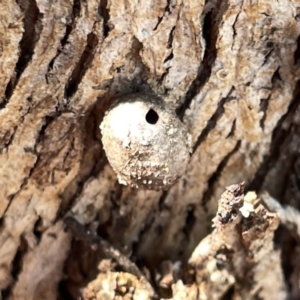 Limacodidae (family) at Russell, ACT - 20 Oct 2023