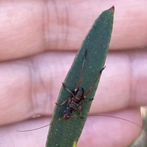 Torbia viridissima at Russell, ACT - 20 Oct 2023