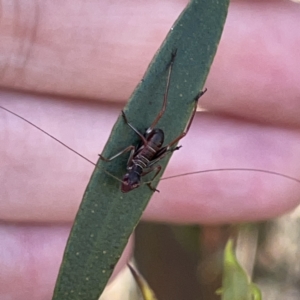 Torbia viridissima at Russell, ACT - 20 Oct 2023