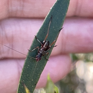 Torbia viridissima at Russell, ACT - 20 Oct 2023