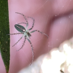 Araneus talipedatus at Russell, ACT - 20 Oct 2023