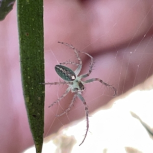 Araneus talipedatus at Russell, ACT - 20 Oct 2023