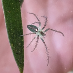 Araneus talipedatus at Russell, ACT - 20 Oct 2023