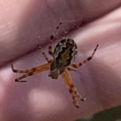 Araneus hamiltoni (Hamilton's Orb Weaver) at Russell, ACT - 20 Oct 2023 by Hejor1