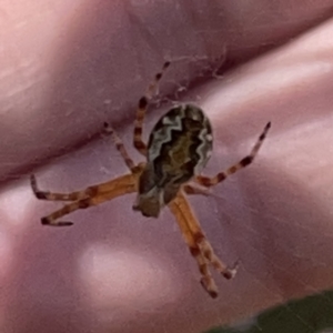 Araneus hamiltoni at Russell, ACT - 20 Oct 2023