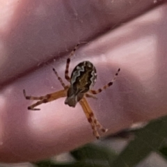 Araneus hamiltoni at Russell, ACT - 20 Oct 2023