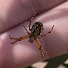 Araneus hamiltoni at Russell, ACT - 20 Oct 2023