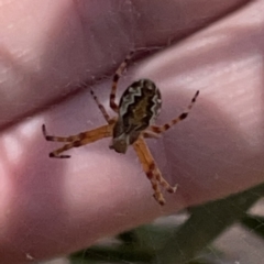 Araneus hamiltoni at Russell, ACT - 20 Oct 2023