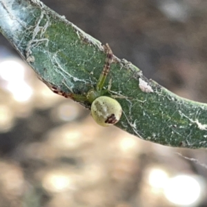 Australomisidia sp. (genus) at Russell, ACT - 20 Oct 2023