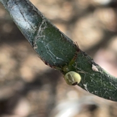 Australomisidia sp. (genus) at Russell, ACT - 20 Oct 2023