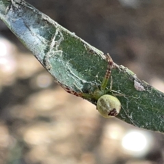 Australomisidia sp. (genus) at Russell, ACT - 20 Oct 2023