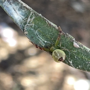 Australomisidia sp. (genus) at Russell, ACT - 20 Oct 2023