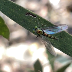 Dolichopodidae (family) at Russell, ACT - 20 Oct 2023 02:12 PM