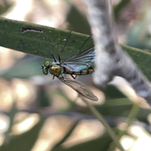 Dolichopodidae (family) at Russell, ACT - 20 Oct 2023 02:12 PM