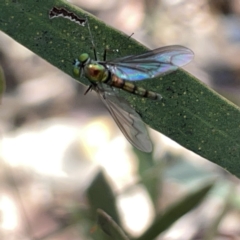 Dolichopodidae (family) at Russell, ACT - 20 Oct 2023