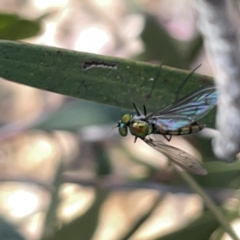 Dolichopodidae (family) at Russell, ACT - 20 Oct 2023