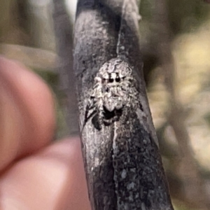 Cytaea aspera at Russell, ACT - 20 Oct 2023