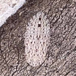 Stenocotis sp. (genus) at Russell, ACT - 20 Oct 2023 02:19 PM