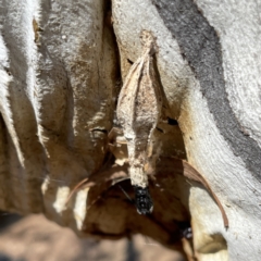 Hyalarcta nigrescens (Ribbed Case Moth) at Russell, ACT - 20 Oct 2023 by Hejor1