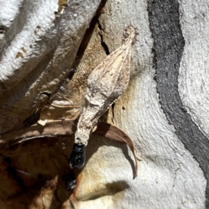 Hyalarcta nigrescens at Russell, ACT - 20 Oct 2023