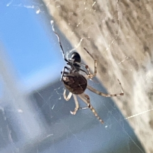 Theridiidae (family) at Russell, ACT - 20 Oct 2023
